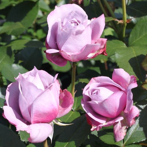 Rosa  Novalis ® - fialová - Stromkové růže s květy anglických růží - stromková růže s rovnými stonky v koruně